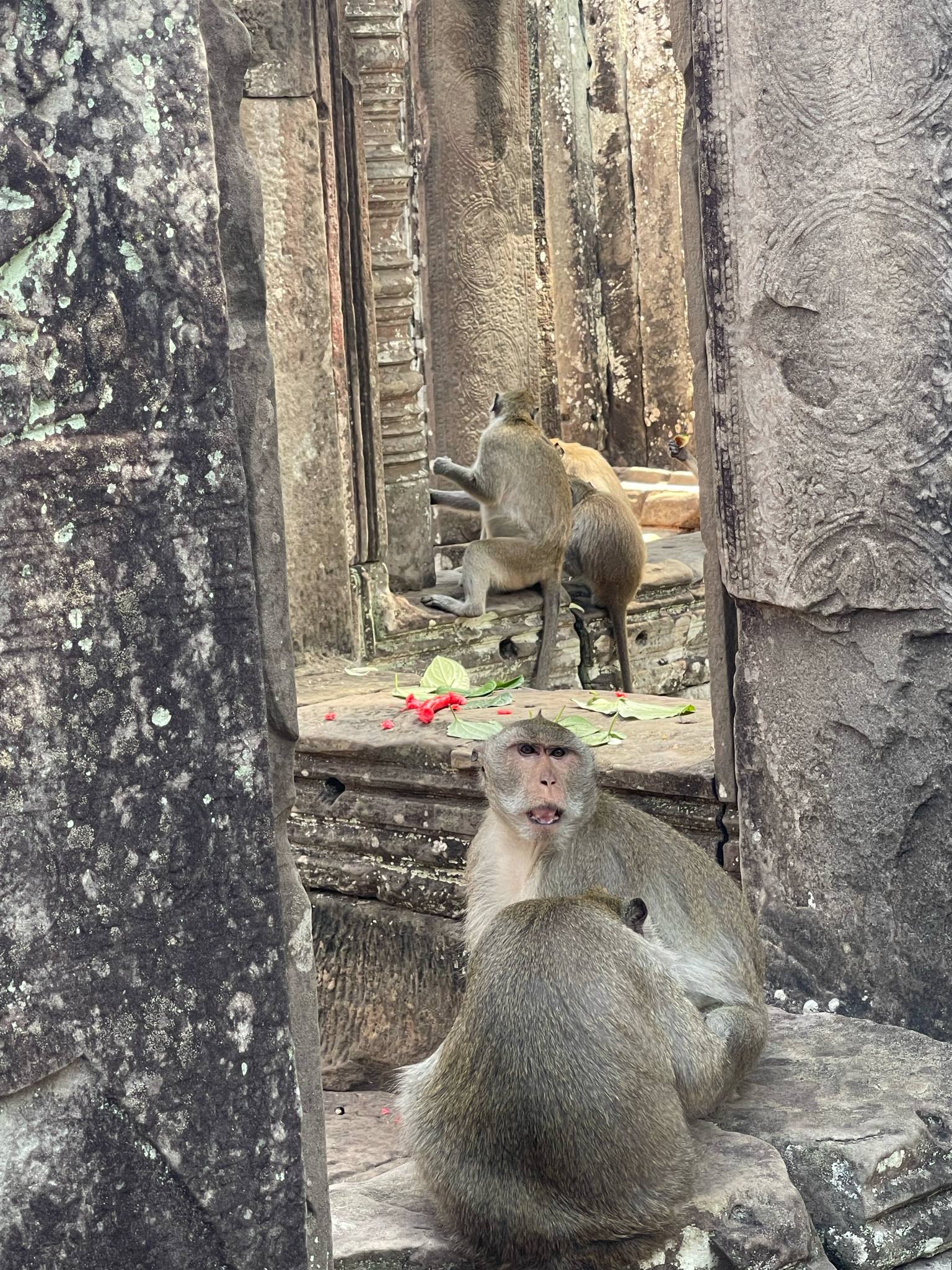 CIRCUIT 3 JOURS ANGKOR WAT BAKONG BAYON TAPHROM...